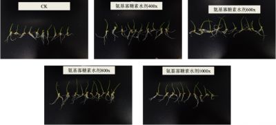 实验2：好普拌种对小麦生长发育的影响