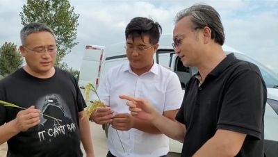 大连凯飞化学股份有限公司一行到袁隆平海水稻种植示范基地考察好普应用效果