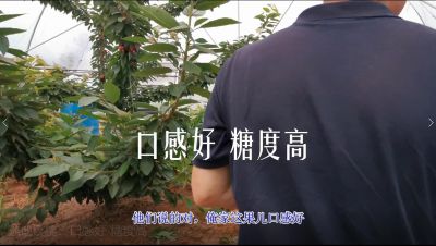 口感好 糖度高:露地樱桃