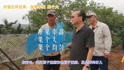 座果率高 果个大 果个均匀:陆地樱桃(2020-2021)