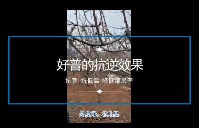 抗寒 抗低温 降低缩果率:陆地樱桃(2020-2021)