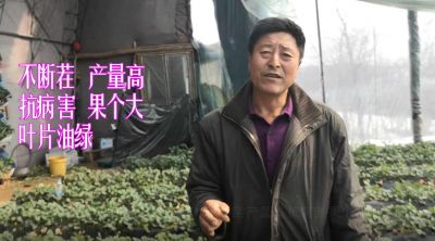 不断茬 产量高 抗病害 果个大 叶片油绿:辽宁省庄河市蓉花山镇前发村娄屯(2021年3月）