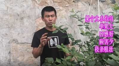 果个大小均匀单果大 口感好 病害少 枝条粗壮:丹东市古楼子镇蒲石河村(2021年4月)