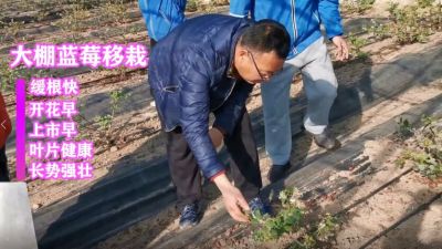 缓根快 开花早 上市早 叶片健康 长势强壮:庄河市仙人洞镇冰峪沟村蓝莓移栽(2021年1月)