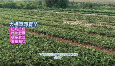 抗病、叶片浓绿增厚、主茎粗壮、根系发达：东港小甸子镇（2021.8）