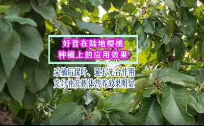 好普在樱桃采摘后的作用：保叶 延长光合作用 增加树体养分积累效果明显 大连市七顶山(2021.10)