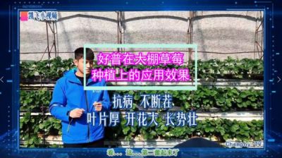 抗病不断茬、叶片厚、开花大、长势壮：东港市合隆镇大棚草莓(2021.10.29)