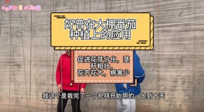 促进花芽分化、花齐花大、病害少:大连市华家街道金星村(2022.2.18)