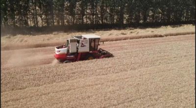 大连凯飞化学股份有限公司生物诱导冬小麦增产技术——实地测产纪实