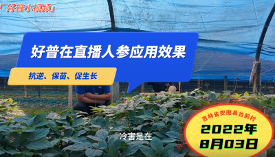 抗逆、保苗、促生长：吉林安图县人参（2022.8.3）