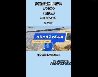 开花整齐、预防病害、叶绿素含量高、叶片厚：大连市金普新区华家街道（2022.12.28）