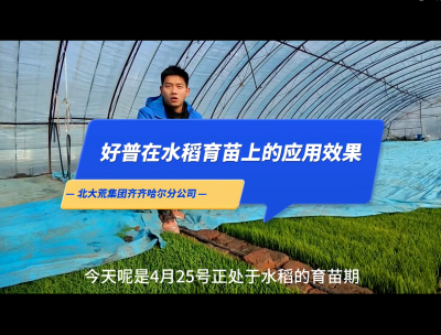 促进根系生长、提高叶片功能、保证叶龄处于正常状态：齐齐哈尔（2023.4.25）