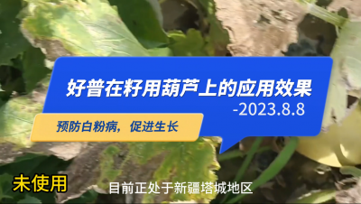 预防白粉病、促进生长:新疆塔城市（2023.8.8）